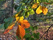 75 Caldi colori autunnali delle foglie del faggio